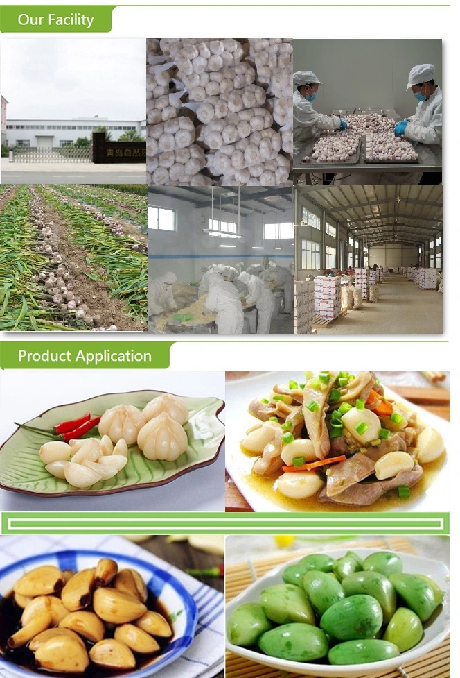 High Quality Frozen Garlic Puree Tablet Crushed Garlic Paste Diced Garlic for Exporting