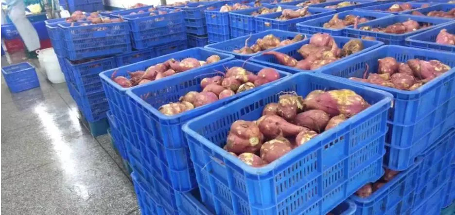 Purple Sweet Potato/Yelllow Sweet Potato High Quality Fresh Vegetable Frozen Sweet Potato Hot Sale Factory Price