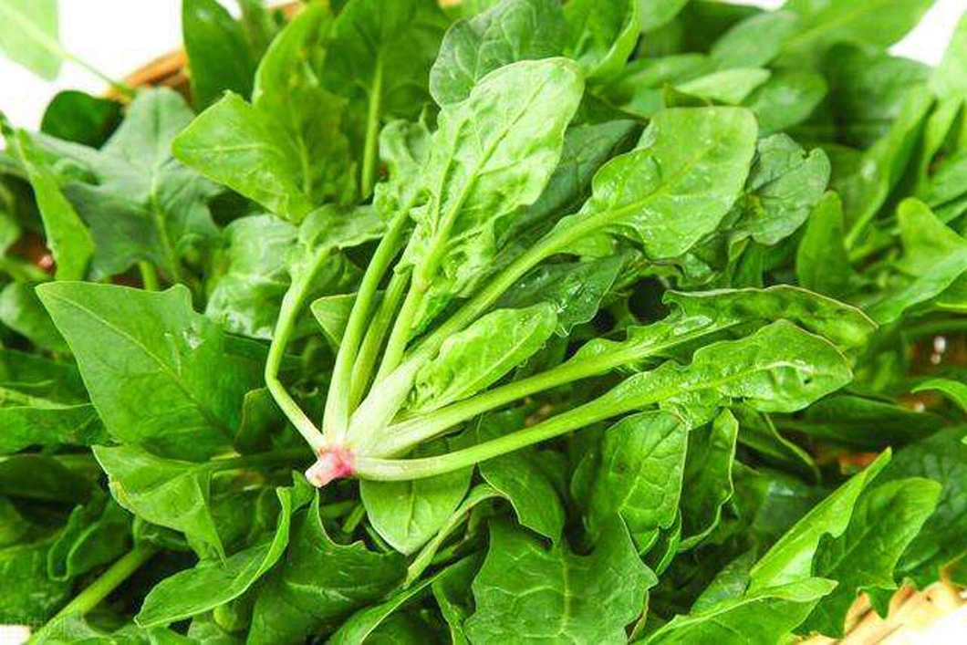 High Quality IQF Chopped Spinach 3/8