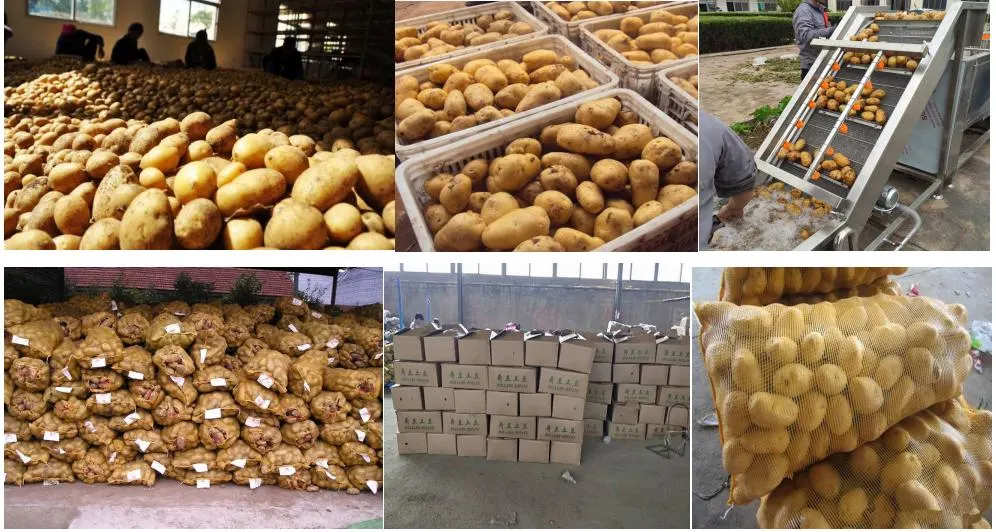 New Crop Fresh Holland Sweet Frozen Potato From China