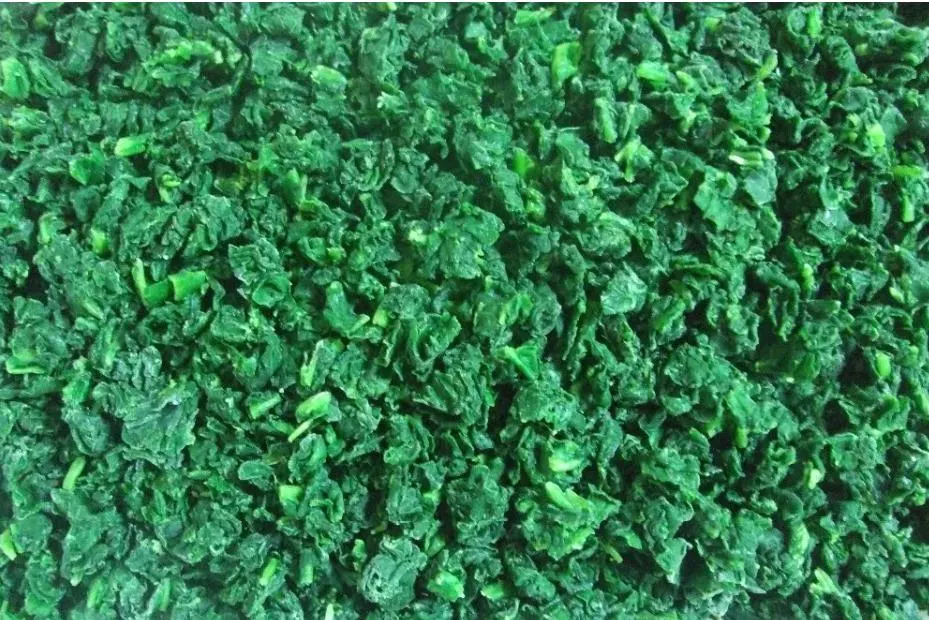 Processed Spinach Cut High Quality IQF Chopped Spinach 3/8