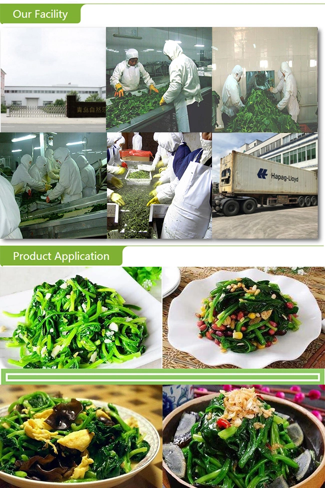 China Spinach Block Frozen Whole Leaf Spinach with Kosher Certificate