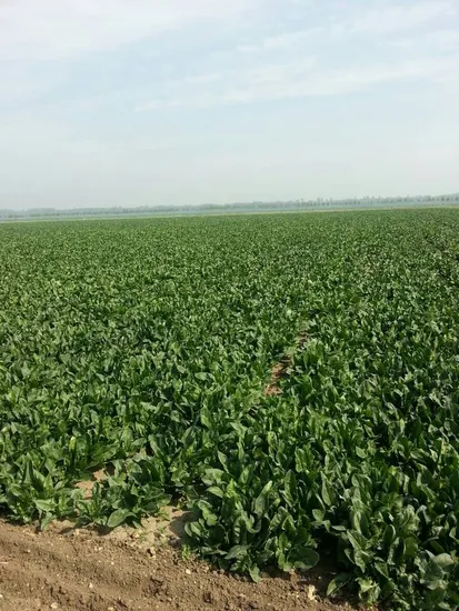 Cipolline congelate IQF a cubetti/a fette/a fette, Erba cipollina congelata a cubetti/a fette/IQF, cipolle verdi IQF, cipolle bianche, porri, aglio, zenzero, scalogno), erba cipollina IQF, cipolline IQF