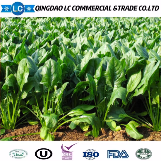 Spinaci congelati cinesi di verdure IQF