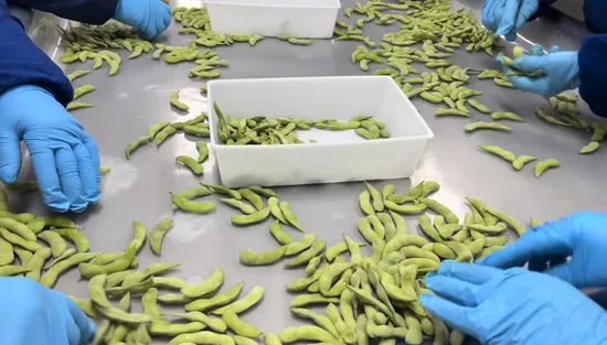 Cina Soia congelata IQF, fornitore di edamame congelato